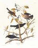 Grakle rouillé - John James Audubon — visning af kunstværket