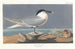 Sterne caugek - John James Audubon — visning af kunstværket