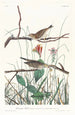 Bruant des savanes - John James Audubon — visning af kunstværket