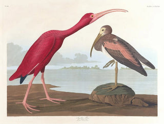 Ibis écarlate - John James Audubon — visning af kunstværket