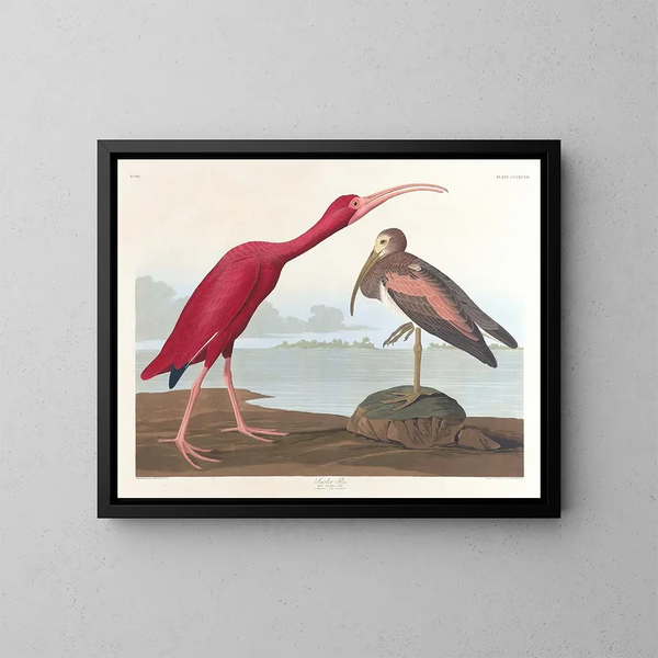 Ibis écarlate - John James Audubon — indrammet kunstværk på væggen