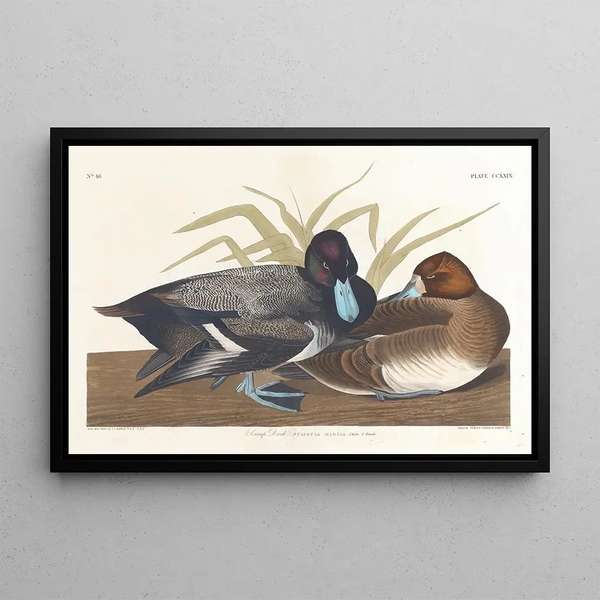 Fuligule milouinan - John James Audubon — indrammet kunstværk på væggen