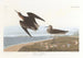 Bécasseau de Schinz - John James Audubon — visning af kunstværket