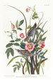 Bruant maritime - John James Audubon — visning af kunstværket