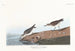 Bécasseau semipalmé - John James Audubon — visning af kunstværket
