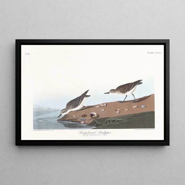John James Audubon - Semipalmated sandpiper.webp