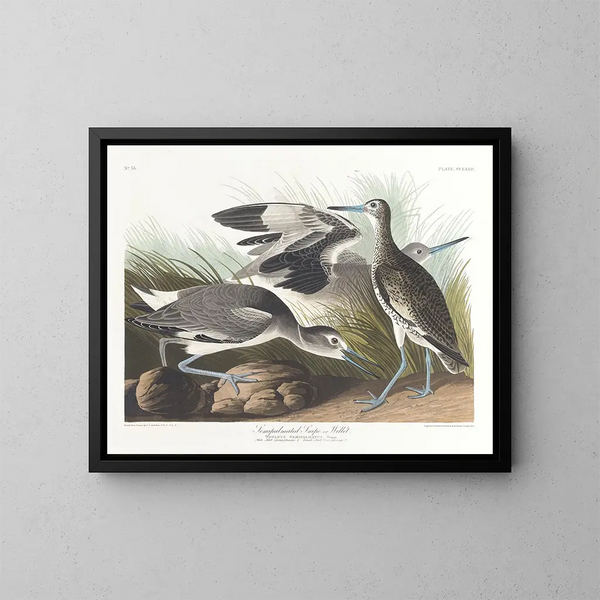Billed Bécassine semipalmée eller willet - John James Audubon — indrammet kunstværk på væggen