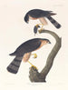 Faucon à peau acérée - John James Audubon — visning af kunstværket