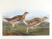 Tétras à queue pointue - John James Audubon — visning af kunstværket