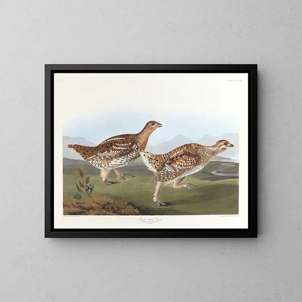Tétras à queue pointue - John James Audubon — indrammet kunstværk på væggen