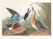 Andefjerning - John James Audubon — visning af kunstværket