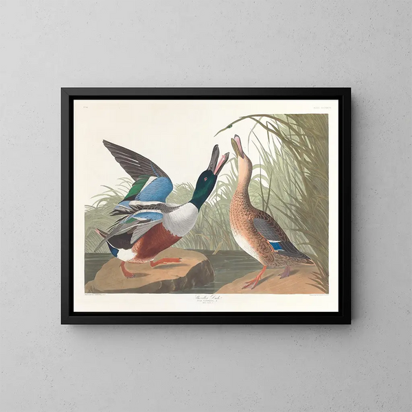 Andefjerning - John James Audubon — indrammet kunstværk på væggen