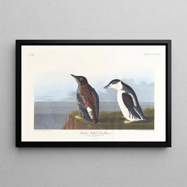 Guillemot à bec mince - John James Audubon — indrammet kunstværk på væggen