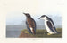 Guillemot à bec mince - John James Audubon — visning af kunstværket