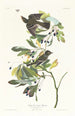 Lille maleri med grønkrone-møller - John James Audubon — visning af kunstværket