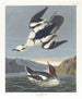 Smew eller hvid nonne - John James Audubon — visning af kunstværket