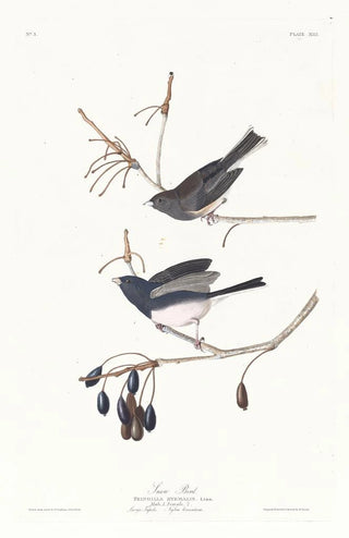 John James Audubon - Snow bird.webp