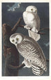Harfang des neiges - John James Audubon — visning af kunstværket