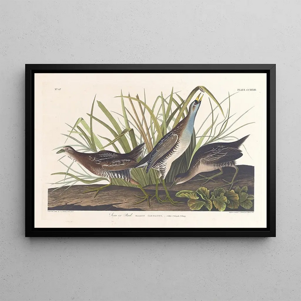 Virginie Râle - John James Audubon — indrammet kunstværk på væggen