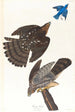 Faucon af Stanley - John James Audubon — visning af kunstværket