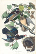 Sommerand eller skarptandet and - John James Audubon — visning af kunstværket