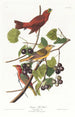 Sommer Tangara maleri - John James Audubon — visning af kunstværket