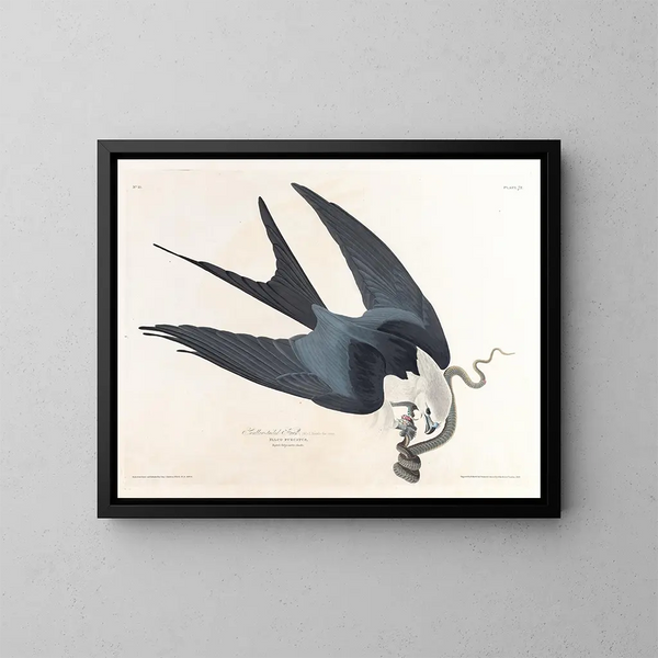 Faucon à queue fourchue - John James Audubon — indrammet kunstværk på væggen