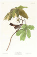 Bruant des marais - John James Audubon — visning af kunstværket