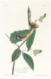 Paruline de Swainson - John James Audubon — visning af kunstværket