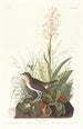 Grive fauve - John James Audubon — visning af kunstværket