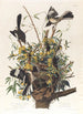 Le moqueur - John James Audubon — visning af kunstværket