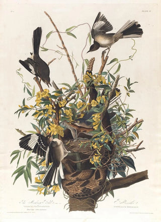 John James Audubon - The mocking bird.webp