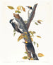Pic tridactyle - John James Audubon — visning af kunstværket