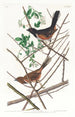 Bruant à gorge rousse - John James Audubon — visning af kunstværket