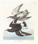 Bécasseau de Townsend - John James Audubon — visning af kunstværket