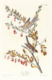Reproduktion af maleriet Bruant des arbres - John James Audubon