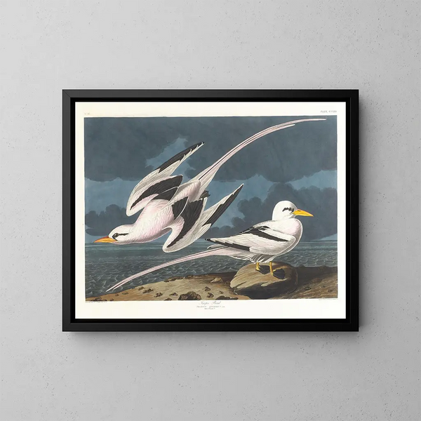 Oiseau tropical - John James Audubon — indrammet kunstværk på væggen