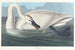 Cygne trompette - John James Audubon — visning af kunstværket