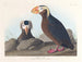 Macareux cornu - John James Audubon — visning af kunstværket