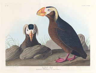 Macareux cornu - John James Audubon — visning af kunstværket