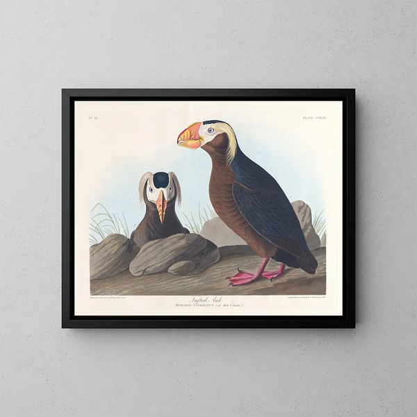 Macareux cornu - John James Audubon — indrammet kunstværk på væggen