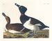 Fuligule milouin - John James Audubon — visning af kunstværket