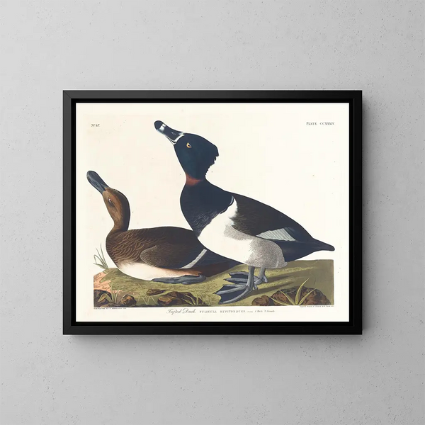 Fuligule milouin - John James Audubon — indrammet kunstværk på væggen