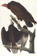 Urubu à tête rouge - John James Audubon — visning af kunstværket