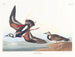 Bécasseau à collier - John James Audubon — visning af kunstværket