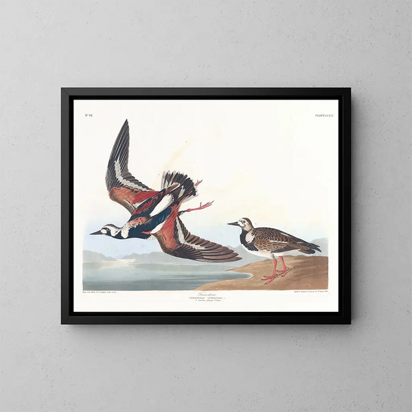 Bécasseau à collier - John James Audubon — indrammet kunstværk på væggen