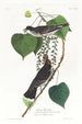 Moucherolle tyran - John James Audubon — visning af kunstværket
