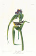 Paruline de Vigors - John James Audubon — visning af kunstværket