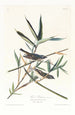 Viréo solitaire - John James Audubon — visning af kunstværket