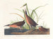 Virginie Râle - John James Audubon — visning af kunstværket